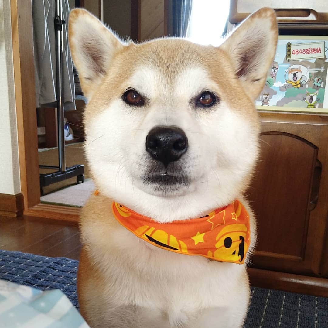 柴犬⭐️サスケのインスタグラム：「おはわん #昨日トリミングでした#いい匂い#ハロウィン#日向ぼっこ 柴犬#赤柴#柴北会#ふわもこ部#犬ら部#わんだフォ#pecoいぬ部 #shibasnap#shibagram #shibastagram #🐶📷 #🐶#いぬすたぐらむ #いぬのいる暮らし」