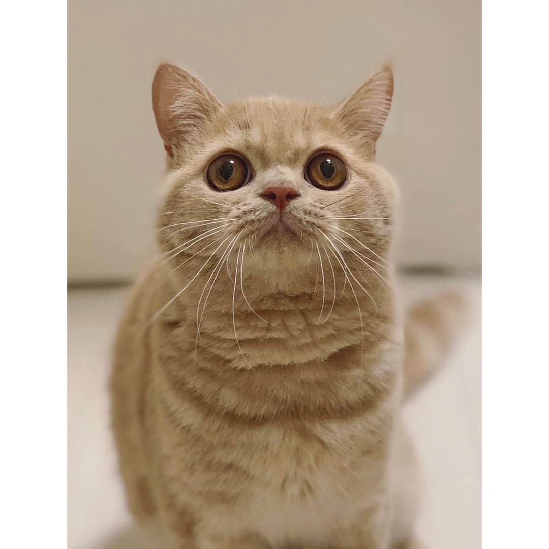 のインスタグラム：「10月になりましたね。 もなかさん🐈ぐんぐん成長してます。」