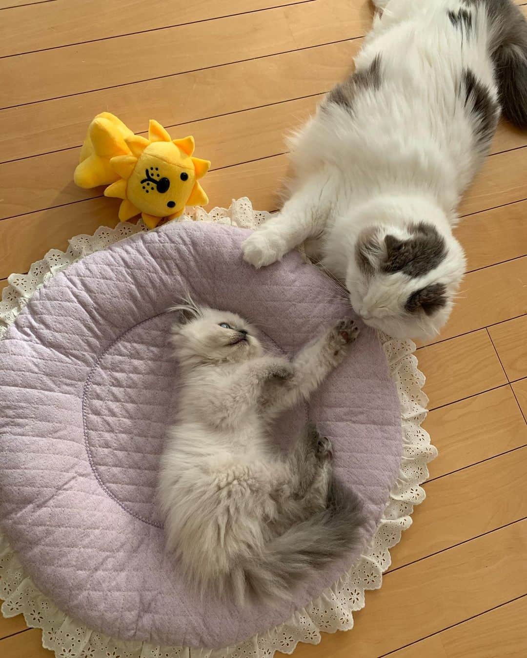 のんたさんのインスタグラム写真 - (のんたInstagram)「ベビーシッターぱんちゃん 自分もまだまだ赤ちゃんなのに 優しく見守ってくれています👶🍼 そんなぱんちゃんのことを我が家では 「大きいちぃねーちゃん」と呼んでいます😂 ぼーちゃんは「小さいおおねーちゃん」ですw ・ #scottishfold #catstagram_japan #catsofinstagram #cats_of_instagram#catoftheday #ilovemycat #bestmeow #catlover #cutecat #kittensofinstagram #cute #スコティッシュフォールド#エキゾチックロングヘア#babykittens」10月5日 16時14分 - utacci
