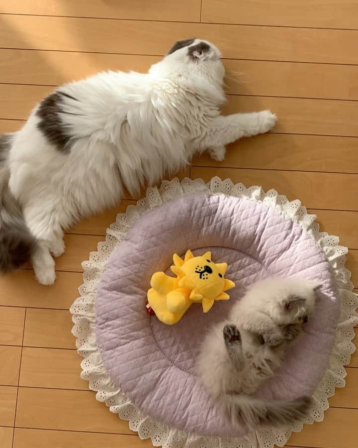 のんたのインスタグラム