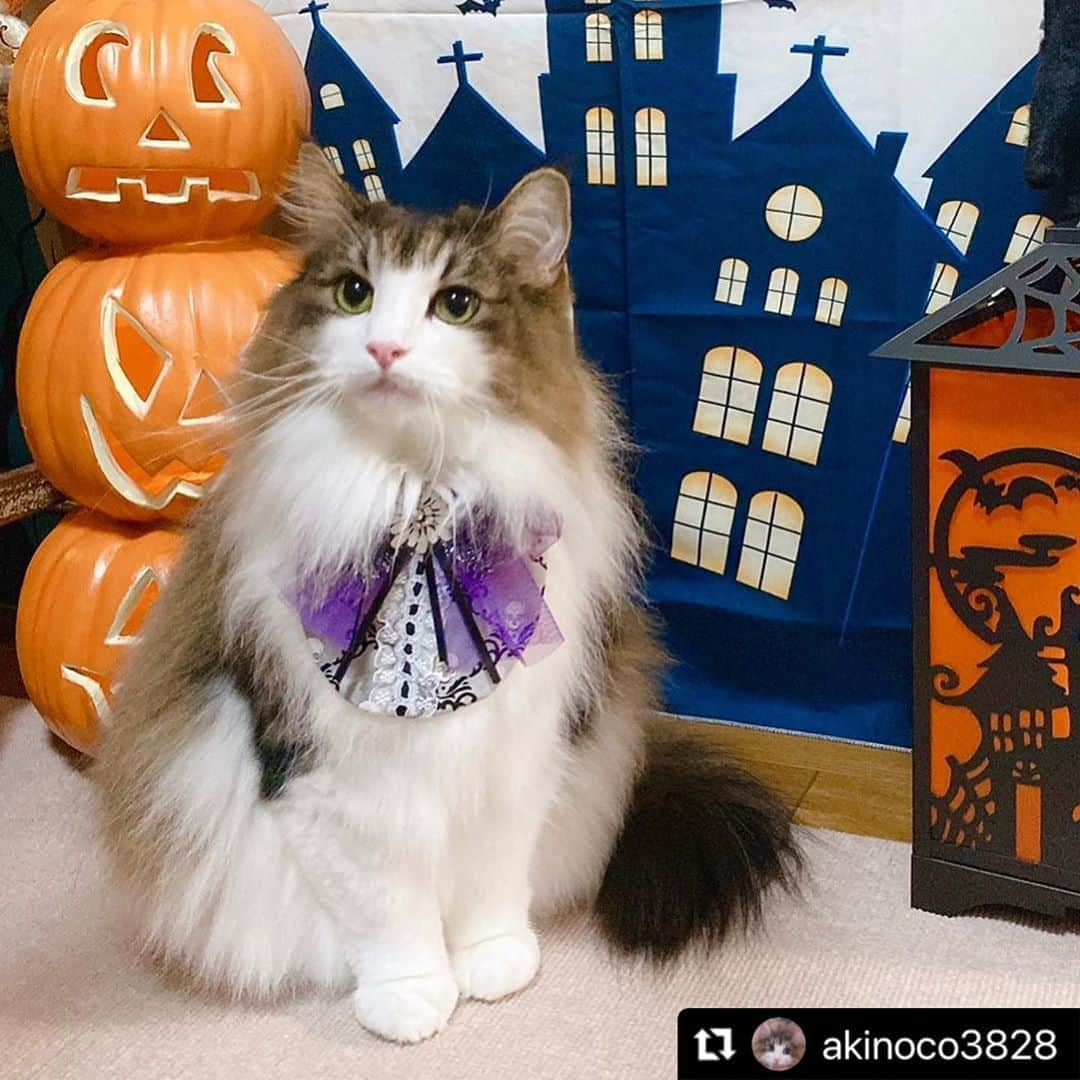 ねこさんのインスタグラム写真 - (ねこInstagram)「【#ねこは人を笑顔にする】❣️ ハロウィンの準備バッチリにゃ🎃✨ @akinoco3828 さん、ありがとう🐯 #Repost @akinoco3828 with @make_repost ・・・ 🎃👻🧙‍♀️✨ 🎃👻🧙‍♀️ おはようございます！ 今日は曇りで、朝からパラパラ雨が 降ってる生憎のお天気です😂💧  ・ 月曜日は、頭も身体もなかなか エンジンがかかりませんが…💦 今週も宜しくお願いします😁😽💕 ・ ・ さて、今日5日、明日6日と (@yukaki0518 )ゆかりんさん主催✨ ・ #ごろにゃんまつり  #ごろにゃんまつりハロウィンパーティー🎃2020  開催中だよー😆😻💓🙌🏻 ・ ⬆️のタグを付けて遊びに来てね〜💕 ・ ・ 合言葉は。。。 『TRICK or GORONYAN』だよー👍🏻 ・ ホームズファミリーのみんなが お菓子🍪🍭くれるよ〜😻🐾💓✨ ・ ・ 今回は、ゆかりんさんがな、なんと！ 『スライドショー』を作って下さるかもですよー😆🙌🏻 ・ ・ 可愛いみんにゃの参加 お待ちしておりま〜す🥰😽❤️❤️ ・ ・ 💞 昨日は#ノル猫マスターズ 主催✨ (@jill.r.r.r )さん家のJILLくんの ・ #jillくん1歳お誕生日おめでとう🎉  お誕生日会に参加して下さった皆さん 有難うございました🙇‍♀️❤️ ・ JILLくんこれからも元気で過ごしてね😊❤️ ・ ・ ・ ・ 🎃👻🧙‍♀️✨🎃👻🧙‍♀️✨🎃👻🧙‍♀️ ・ #ハロウィン #rハロウィン  #ノルウェージャンフォレストキャット  #norwegianforestcat  #Coco #加藤さんちの子  #nyancon01  #peppyフォト部  #beauty_procontest  #キャティーマン #メイクにゃーと #猫と暮らすしあわせ  #猫の居る暮らし #ねこは人を笑顔にする  #病気と闘ってるお友達がみんな元気になりますように 🔴🔴🔴🔴🔴🔴 #(@cocoleo_3222 )レオくんに合うご飯お薬が見つかりますように🙏🏻 #(@aruneo_h )ママさんが元気復活しますように🙏🏻 #ごろにゃんくらぶ  #ノル猫マスターズ  #らぶにゃんるうむ」10月5日 11時44分 - neko_magazine