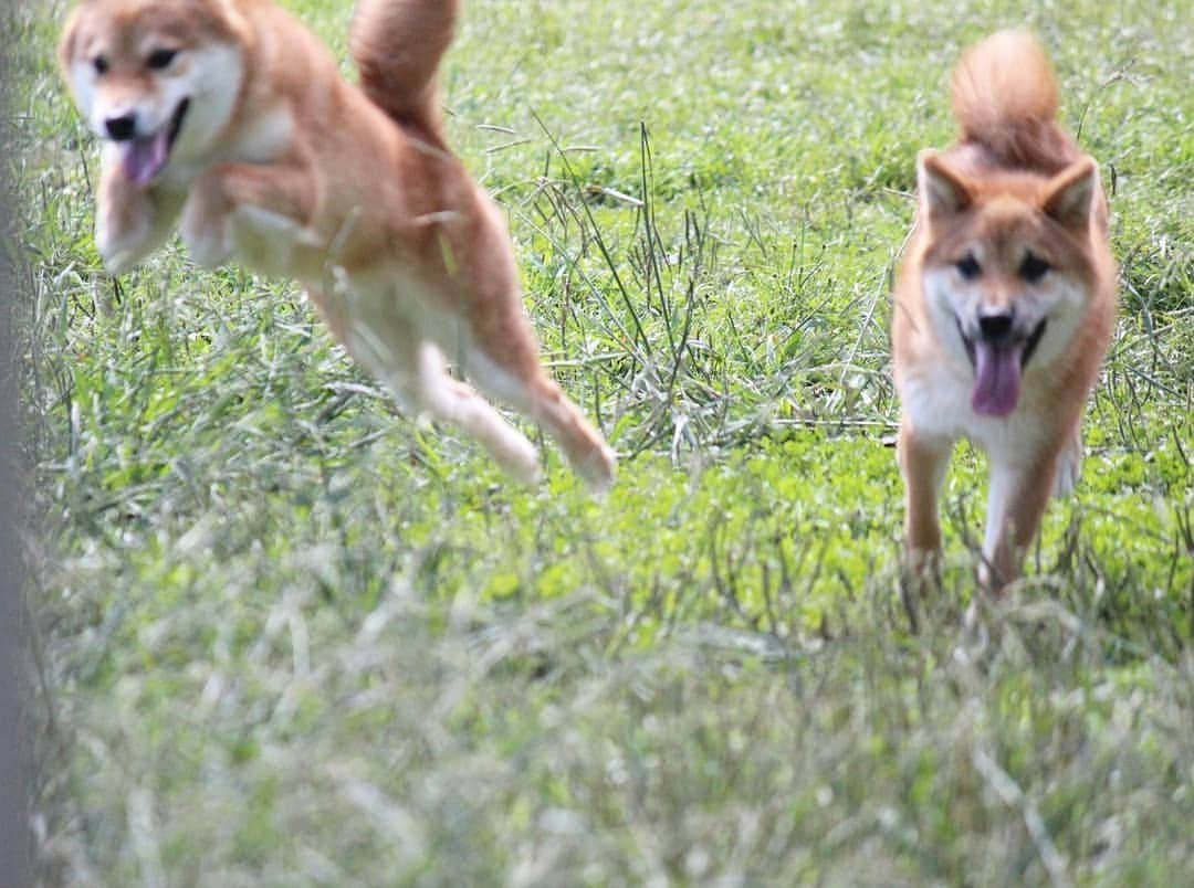 柴犬たま Shibainu Tamaのインスタグラム