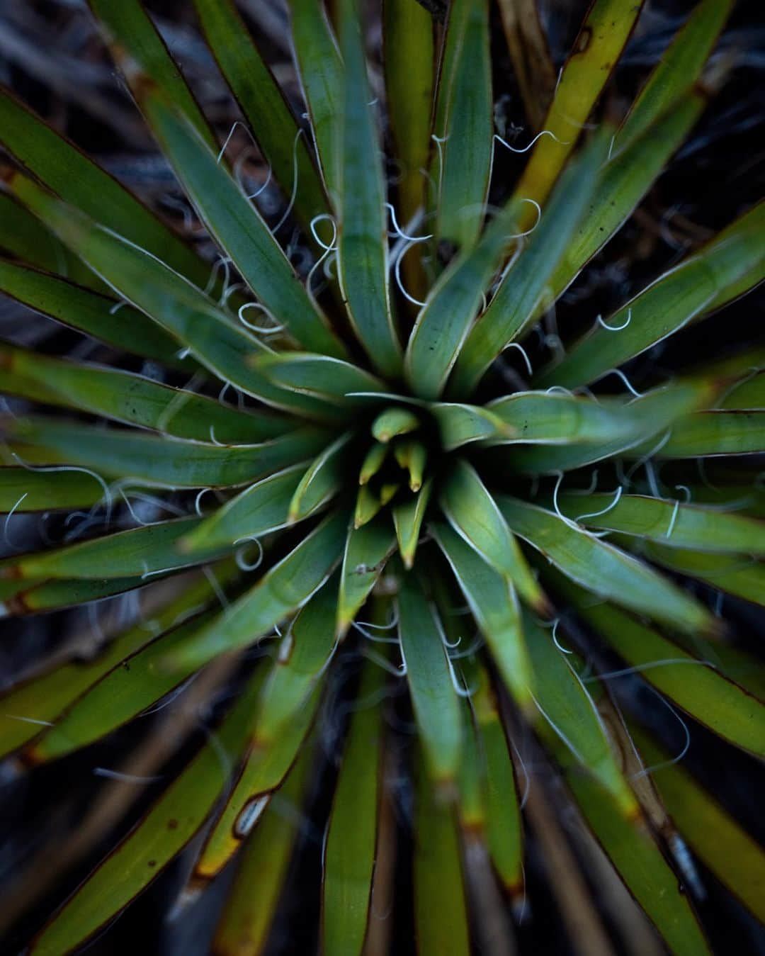 アンジー・ペインのインスタグラム：「Two little plants I have loved. Sometimes I take a photo somewhat haphazardly, only to later fall in love with it while reviewing and editing the shots. These photos are just that — quick snaps that I didn’t give much thought to at the time, but am now consistently drawn back to as I browse through my collection.  • The first shot is from a memorable evening spent on the rim of the Black Canyon of the Gunnison assisting @ladzinski on a project. The light this particular night was bonkers, and we mostly focused on the grand scene of the canyon at sunset. But this little baby yucca was nearby, an unassuming piece of the vast and stunning landscape. At the time we commented on how cute this little plant was, snapped some photos, and moved along. Now, I keep coming back to this little guy, in love with its colors and spikes and squiggly rogue fibers.  • The second shot is from a perfect day I had exploring Canyonlands National Park alone for @visitutah. The curve of this very small plant is so graceful, yet the colors and shape of the leaves give it a playfulness that makes me smile. • • • #macro #macrophotography」