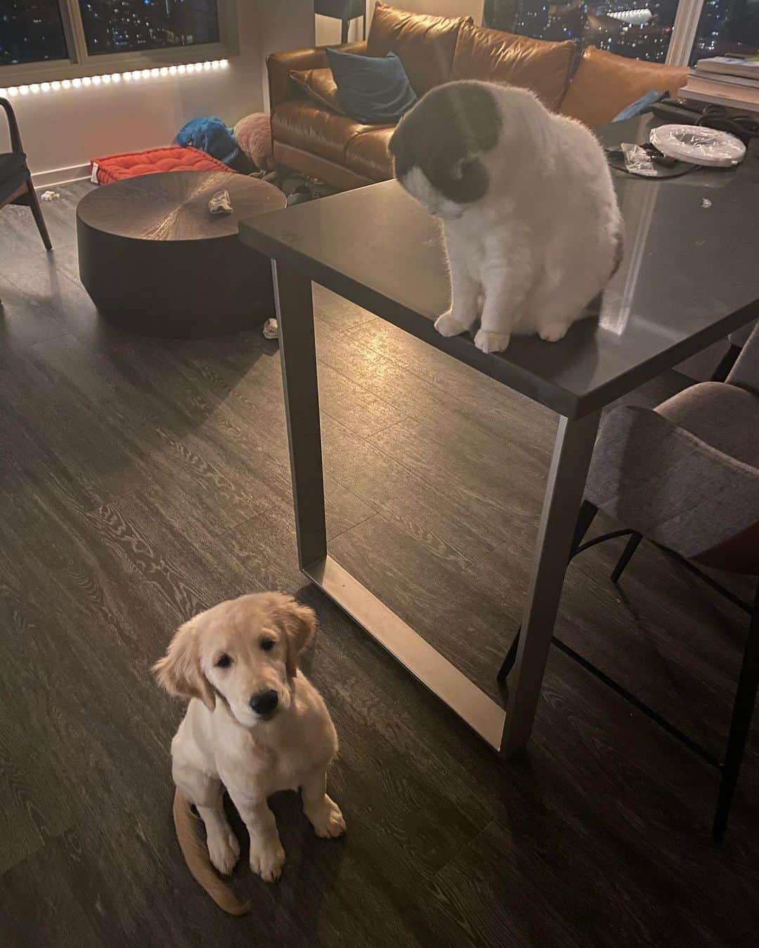 サイモンとマルティナのインスタグラム：「Big brother looking over little brother ❤️」