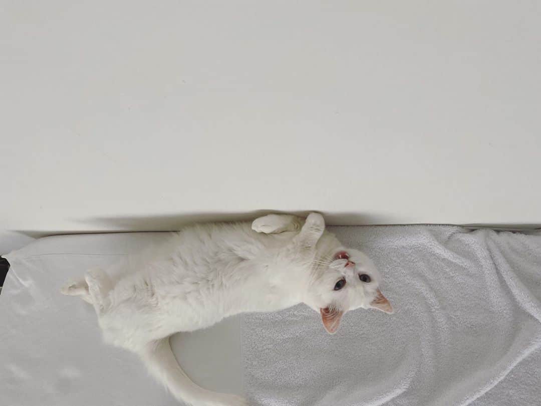 ダニョ（鈴木えみ）さんのインスタグラム写真 - (ダニョ（鈴木えみ）Instagram)「壁に沿って寝る猫 2枚目、気づかれた！ からのビヨーーン #danyo #danyocawaii #munchkin #whitecat #catstagram #catlovers」10月5日 13時44分 - danyostagram