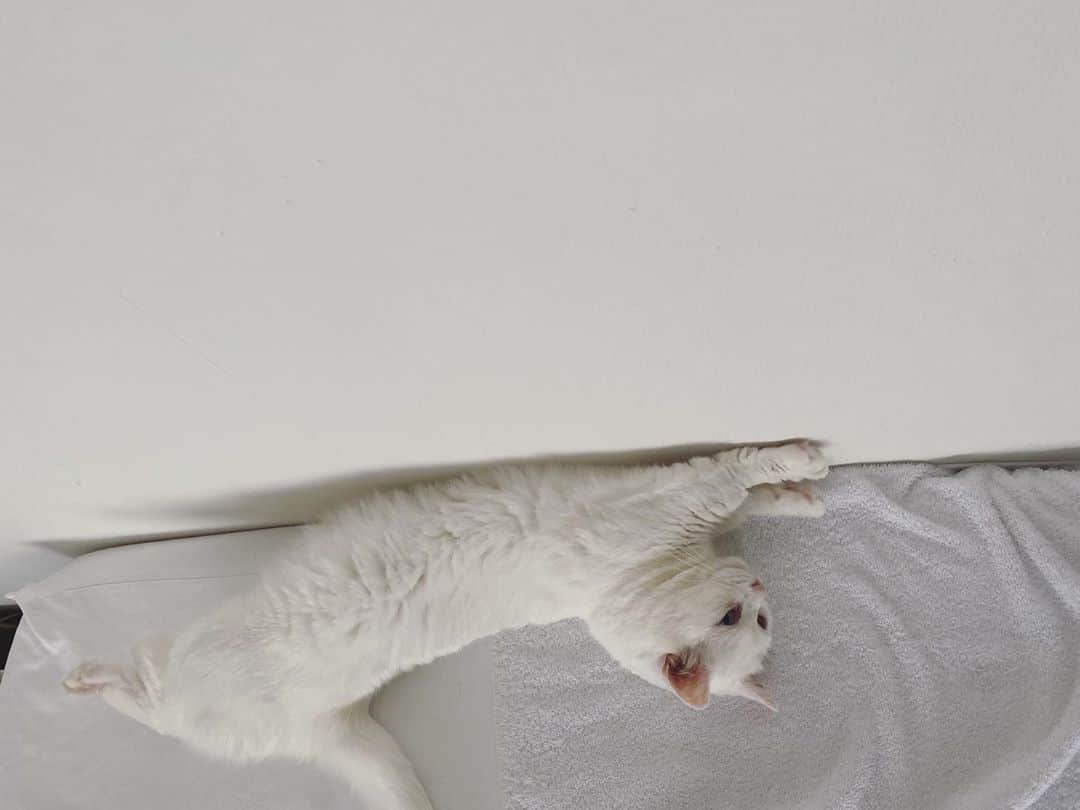 ダニョ（鈴木えみ）さんのインスタグラム写真 - (ダニョ（鈴木えみ）Instagram)「壁に沿って寝る猫 2枚目、気づかれた！ からのビヨーーン #danyo #danyocawaii #munchkin #whitecat #catstagram #catlovers」10月5日 13時44分 - danyostagram