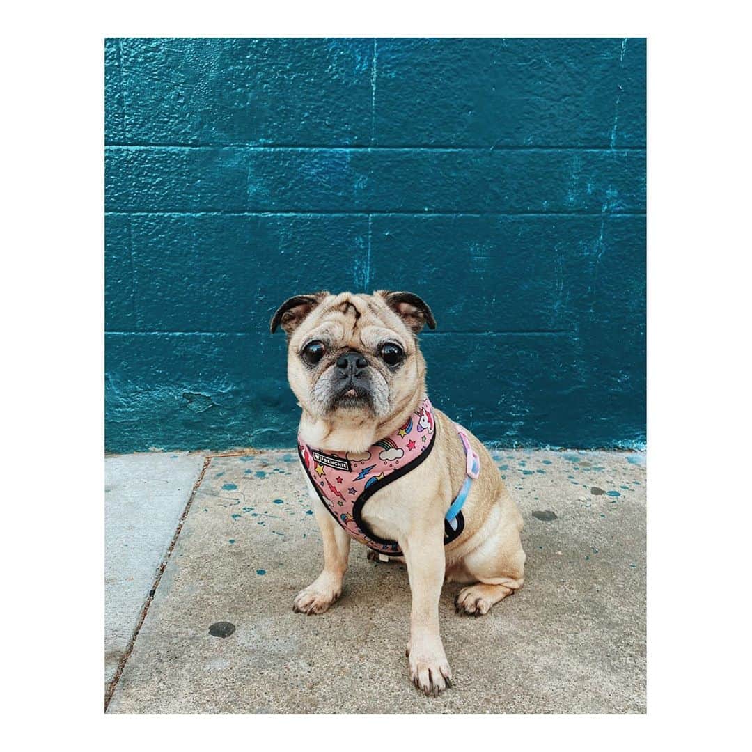 Melissa Santiagoのインスタグラム：「Pretty little piggy」