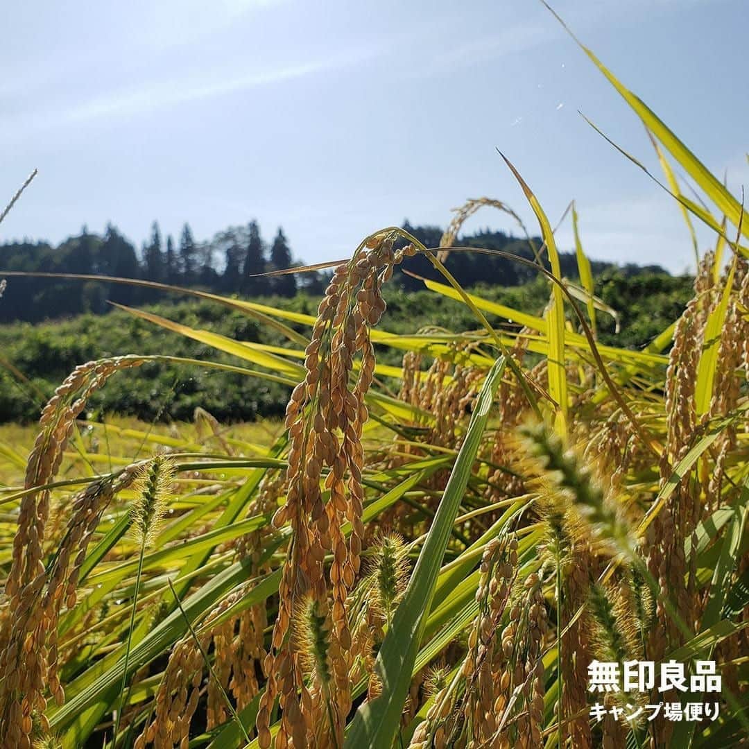 無印良品さんのインスタグラム写真 - (無印良品Instagram)「【キャンプ】収穫の秋 - 日本有数の米どころとして知られる、津南キャンプ場が位置する新潟県津南町。お米の収穫時期を迎え、稲刈りを行う家が増えてきました。今年は好天に恵まれたおかげで、多くの稲穂が豊かに実っています。 豊作であるほど、実の重みで垂れてしまう稲穂。そのままではコンバイン（稲刈り機）でうまく刈り取れないので「稲起し棒」という道具を使い、まず稲を起こす作業が行われます。 刈り取られた稲の茎はコンバインの後部から排出され、実はコンテナに集められます。その後、乾燥やごみの除去などが行われ、早ければ収穫の2〜3日後には袋詰めされます。 津南の豊かな自然と、雪解け水による豊富な水が育んだお米。お近くで見かけた際には、ぜひ注目してみてください。 - #無印良品 #MUJI #無印良品キャンプ場 #無印良品津南キャンプ場 #キャンプ場 #アウトドア #新潟 #津南 #米 #お米 #新米 #稲刈り #田んぼ #収穫 #秋 #秋の景色 #実りの秋 #収穫の秋 #食欲の秋」10月5日 14時00分 - muji_global