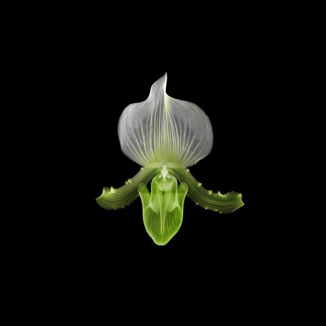 椎木俊介のインスタグラム：「X-ray Flowers #amkk #amkkproject #makotoazuma #azumamakoto #東信花樹研究所 #東信 #jardinsdesfleurs #shiinokishunsuke #flowerart #flower #flowers」