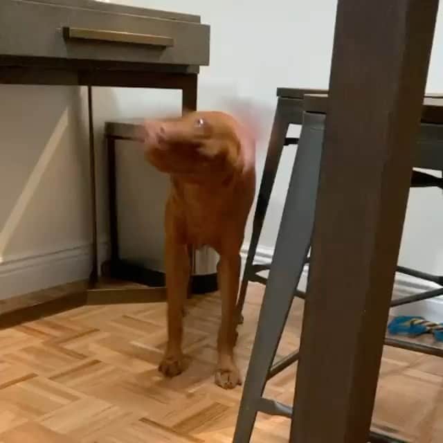 DogsOf Instagramのインスタグラム：「“post ear cleaning” writes @easton_thevizsla   #dogsofinstagram」