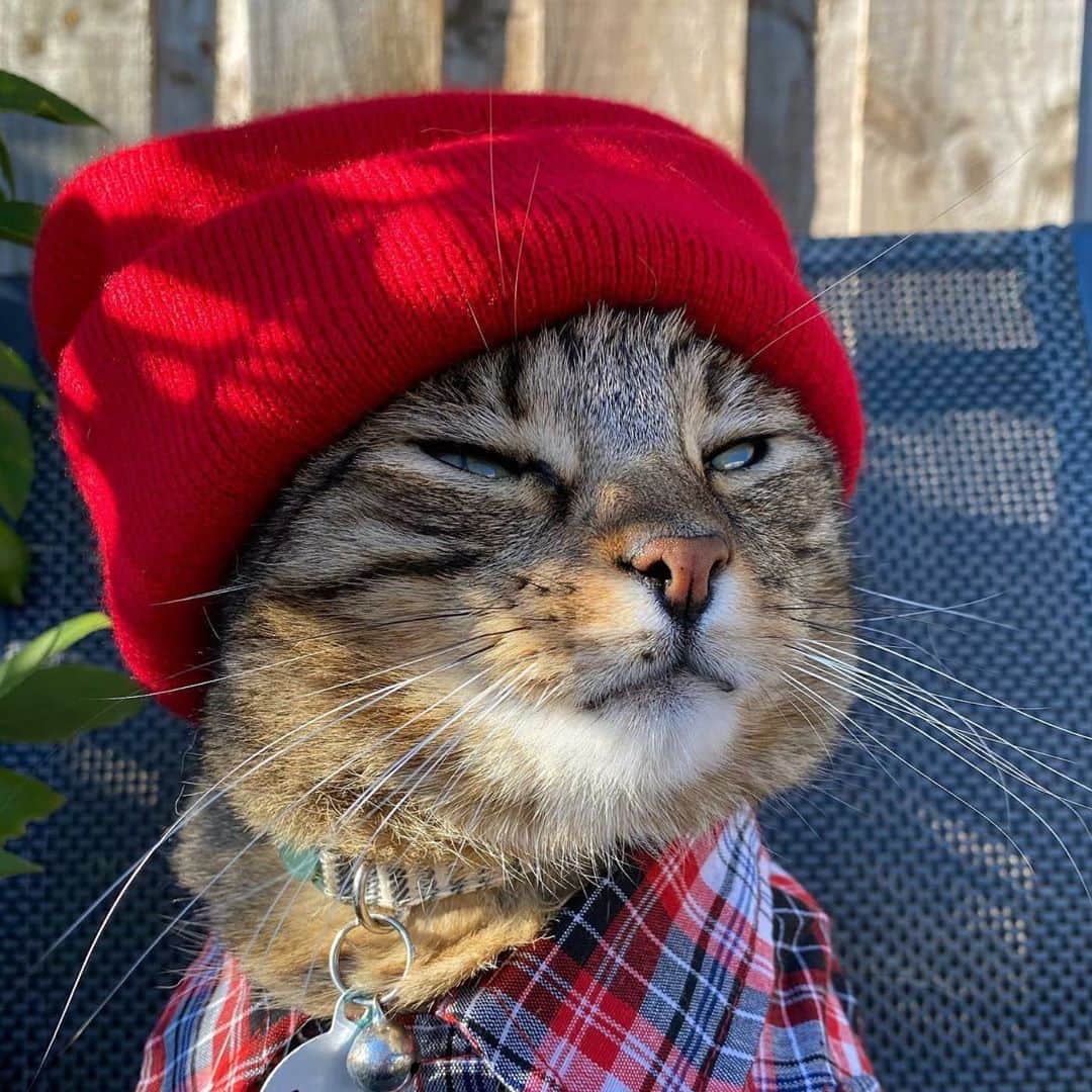 CatStockerさんのインスタグラム写真 - (CatStockerInstagram)「Hello! #catstocker is here!  Follow our FURRriend @my_furry_babies  Swipe for more pictures 👉  . . . . . . #cat #neko #mačka #chat #котка #kotek #kot #кіт #mače #кошка #кот #katze #gato #gatto #kissa #子猫 #猫 #고양이 #貓 #kedi #köttur #kissanpentu #חתול #кішка #子猫 #kittens #小猫 #kätzchen #котята」10月6日 0時28分 - catstocker