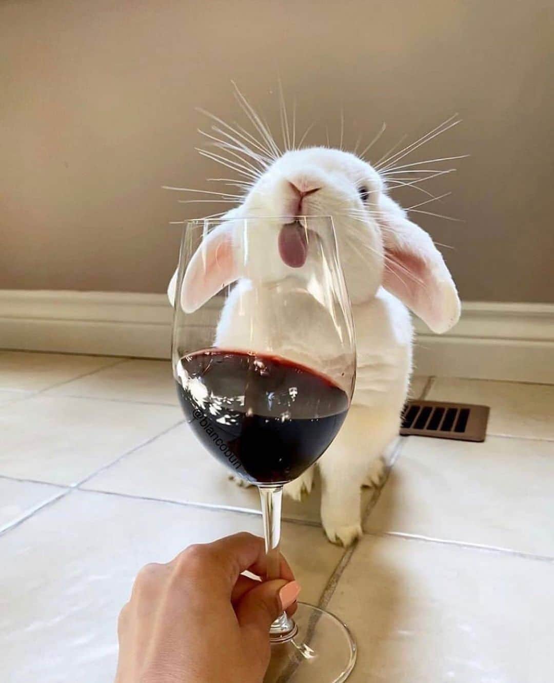 ジェニファー・エスポジートのインスタグラム：「Everyone gets wine from now until next year.   #vote」