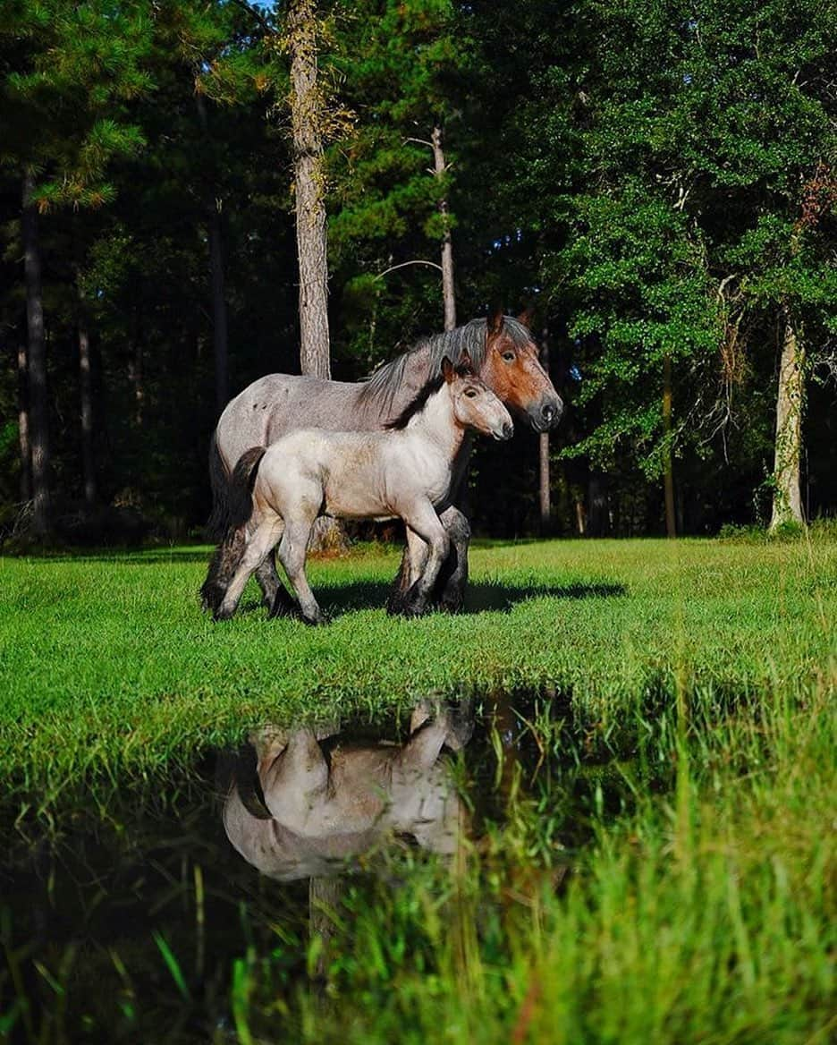 NikonUSAさんのインスタグラム写真 - (NikonUSAInstagram)「#Z5 📸 by #NikonAmbassador @slpearsall: “Leah and Floyd walk side-by-side in the big pasture.”  #nikonnofilter #nikonphotography #equinephotography #equinesofinstagram #equinephotographer #horsephotographer #horsephotograpy #zcreators」10月6日 0時59分 - nikonusa