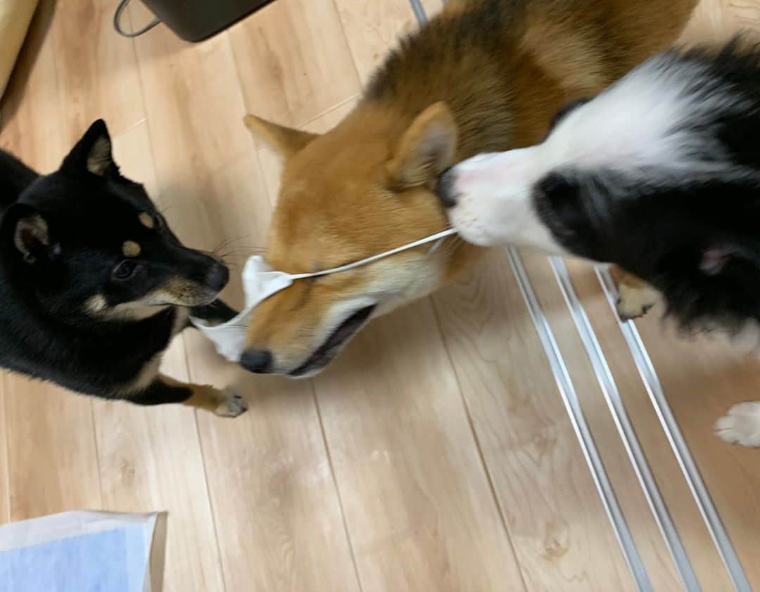 環奈（長沢菜々香の飼い犬）のインスタグラム：「マスク返してー！😷  . . .  .  #豆柴#柴犬#日本犬#黒柴#黒豆柴#まめしば#しばいぬ#しば#しばすたぐらむ #こいぬ #柴  #ここ柴部#柴子犬 #shibalove #mameshiba #kuroshiba #shibainu #shiba #shibadog #shibastagram #shibastyle #ボーダーコリー#犬#dogstagram #dog #いぬすたぐらむ #いぬすた」