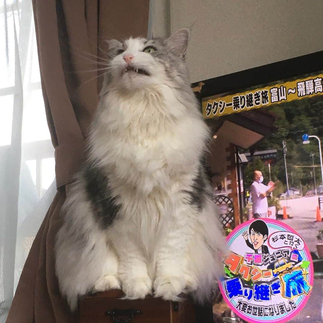 lululukululuさんのインスタグラム写真 - (lululukululuInstagram)「うちの子　　lulu 😋❤︎ #ねこ#ネコ#猫#cat」10月5日 16時26分 - tajitajicat