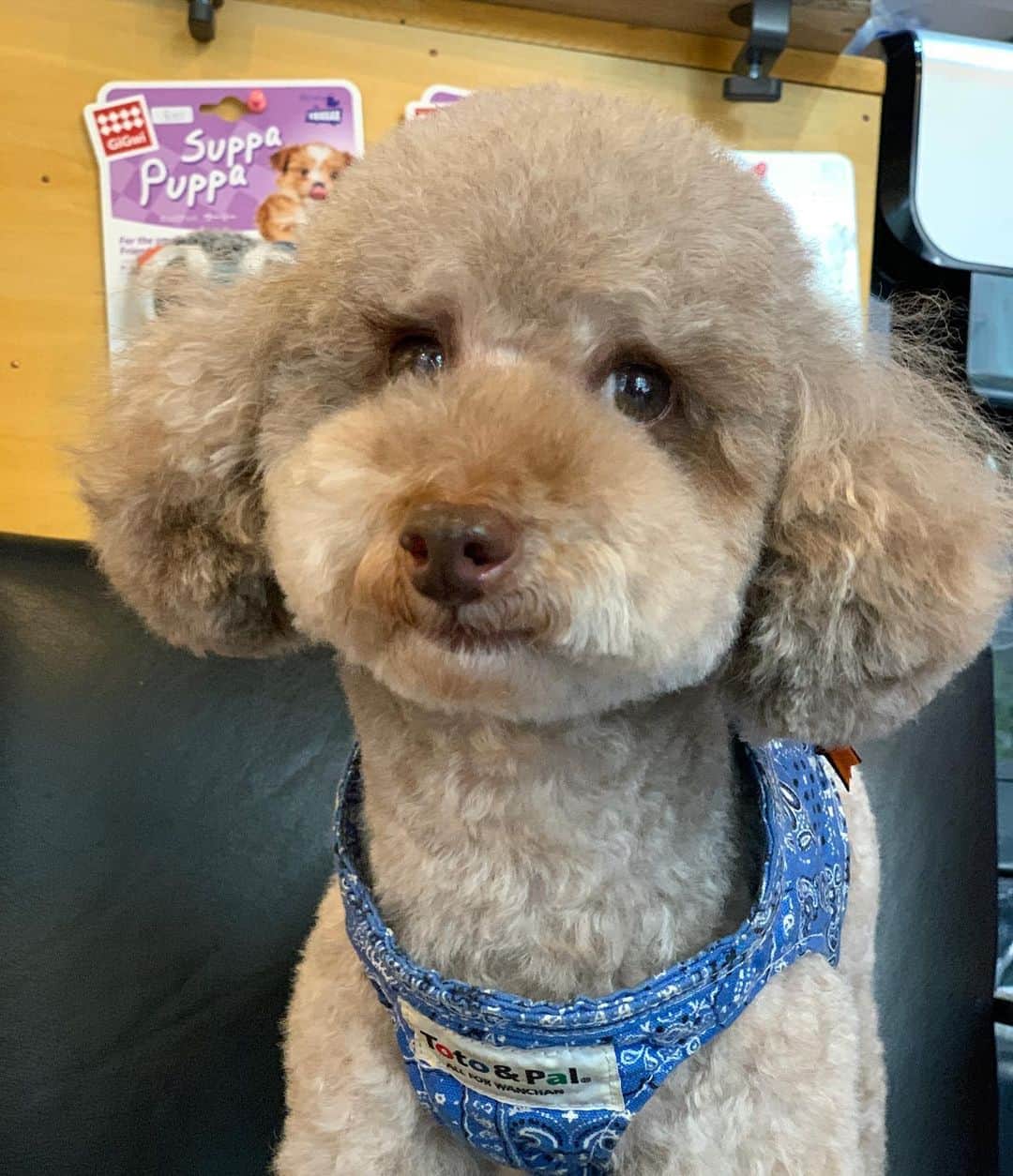 のインスタグラム：「しゃんぷ&トリミングしてもらって まったく別の犬になって 帰ってきたプクw 抱っこしてると滑り落ちてしまうくらい さらさらになって帰ってくる ちゃお😍 #ぷくちゃお  #しゃんぷ #プクはまつ毛が可愛い #ちゃおちゃんは真っ白に❣️」