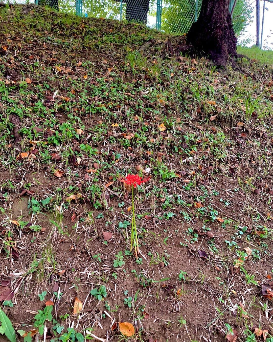 けらえいこのインスタグラム：「区の草刈りだと思うけど「お花だけ残して刈ったんだね！」と言ったら、オットが「草刈りのあとに生えたんだよ」と言う。「となりの茎は切られちゃったんじゃ？」と。  調べたらヒガンバナって１日で10cmくらい伸びるんだってね😳  #不思議」