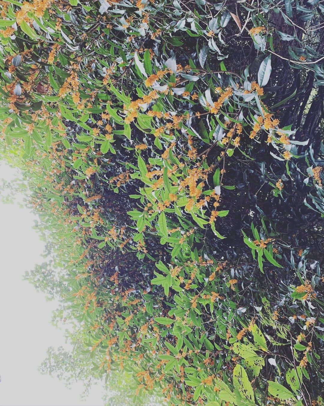たむらぱんのインスタグラム：「キンモクセイのモクはモクモクのモクだ #金木犀」