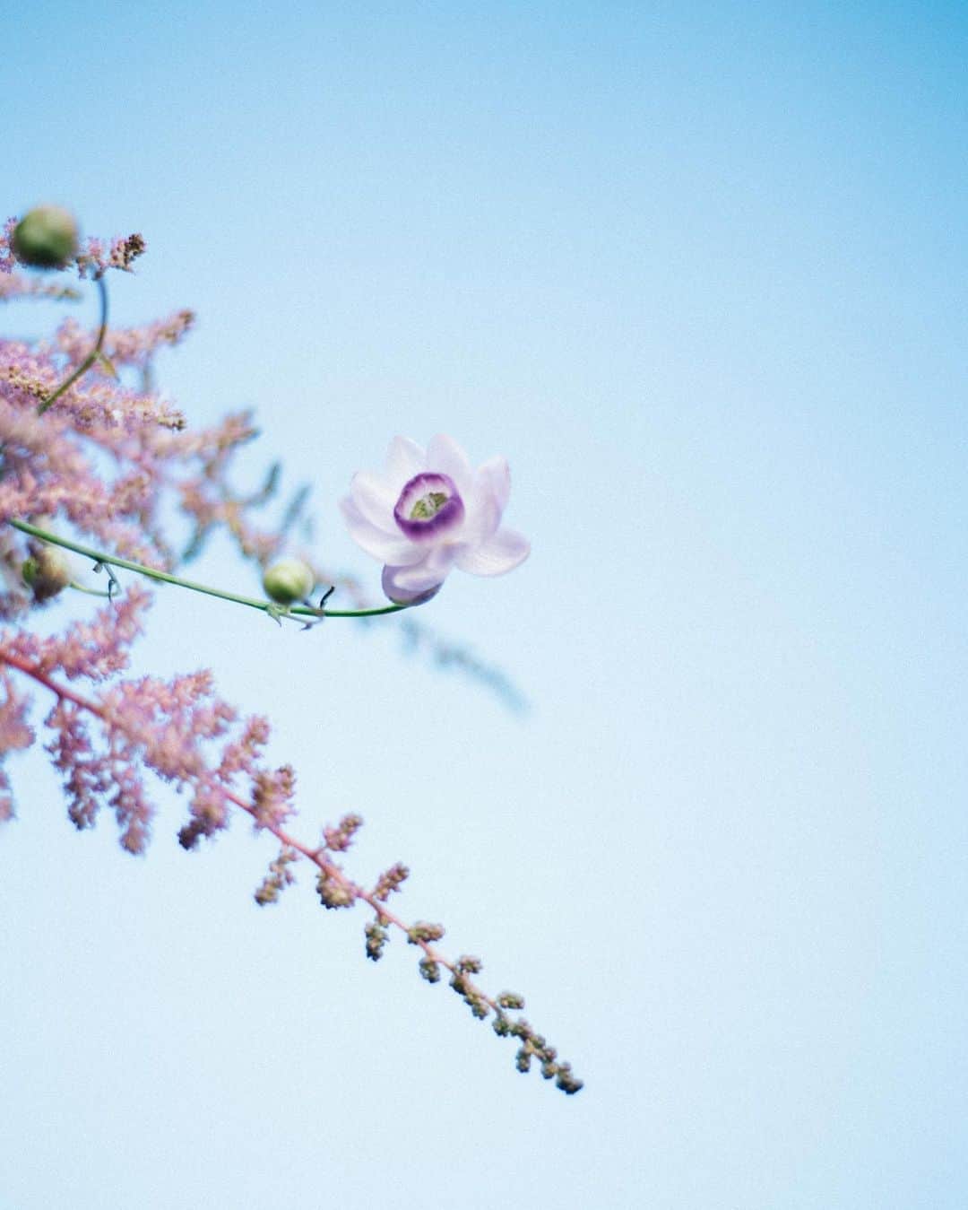 花盛友里のインスタグラム：「Shooting for @rosary.moon  ロザリームーンのDMの撮影させてもらいました。  こんな時だからこそ前向きに上向きに！という意味を込めて、上向きのお花の写真。  早朝の朝からデザイナーのあいりさんと河原で撮影。 気持ちの良い日だったな♡」