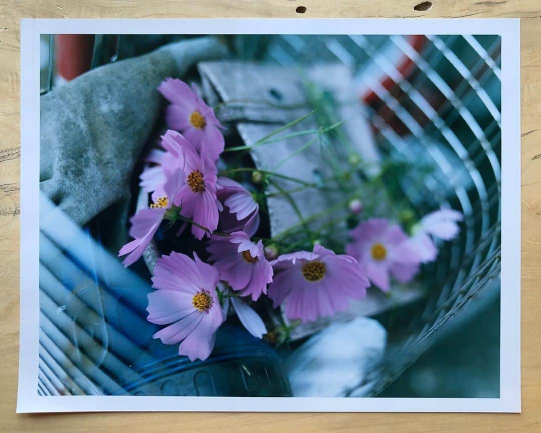 のインスタグラム：「C-Print  #film #filmphotography  #landscapephotography  #cprint  #darkroom」
