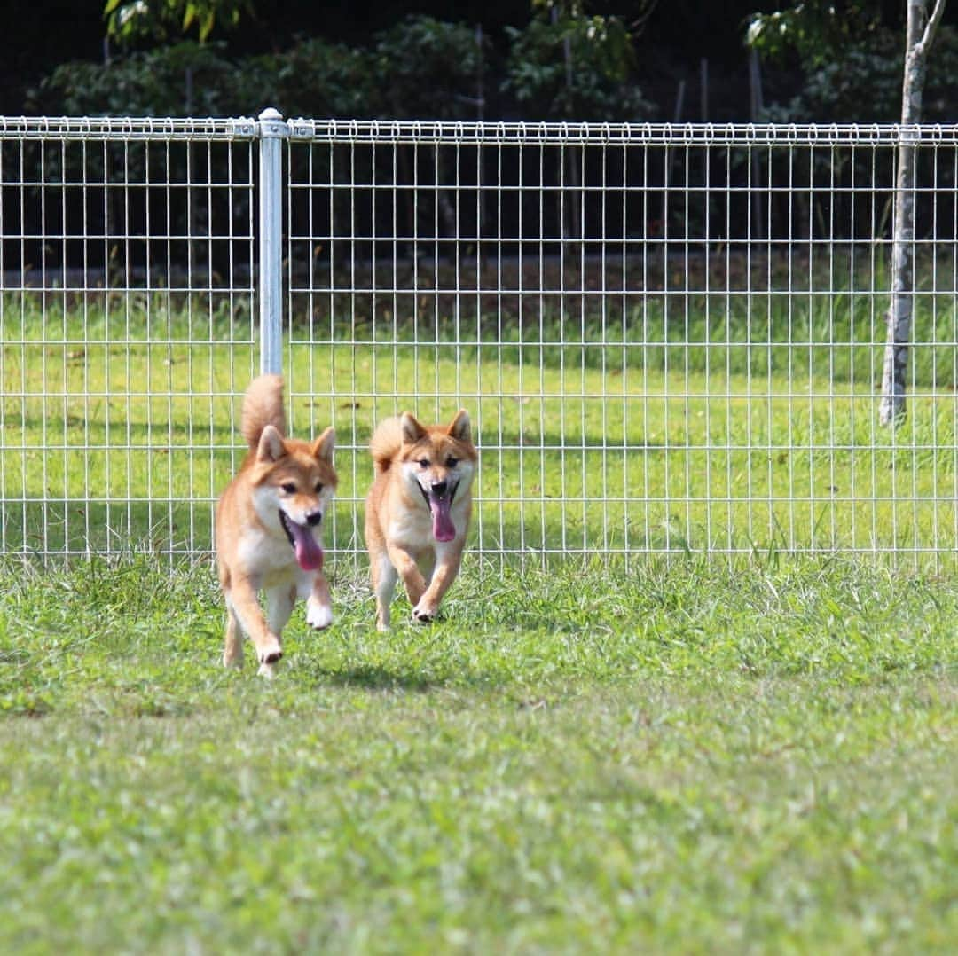 柴犬たま Shibainu Tamaさんのインスタグラム写真 - (柴犬たま Shibainu TamaInstagram)「走るワンコと揺れるプリケツは正義😄👍﻿ ﻿ Caption trans🇬🇧﻿﻿﻿﻿﻿﻿﻿ Running dogs and swinging buttcks are cute😄👍﻿ ﻿ #たま家族 #柴犬コイ #柴犬トロ #柴犬ウニ #おしゅし兄弟 #仲良し兄弟 #お出かけ #ドッグラン #初ドッグラン #ドッグランデビュー #笑顔 #追いかけっこ #ジャンプ #ダッシュ #ヒコーキ耳 #プリケツ #柴尻﻿ #柴犬 #shiba #shibainu #shibastagram #犬 #dog #柴犬子犬 #子犬 #shibapuppy #shibainupuppy #puppy #多頭飼い」10月5日 17時44分 - tama7653