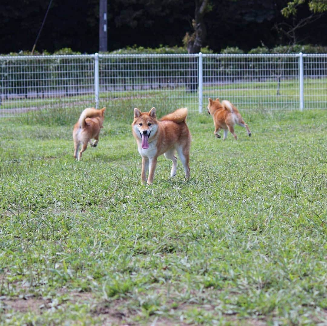 柴犬たま Shibainu Tamaさんのインスタグラム写真 - (柴犬たま Shibainu TamaInstagram)「走るワンコと揺れるプリケツは正義😄👍﻿ ﻿ Caption trans🇬🇧﻿﻿﻿﻿﻿﻿﻿ Running dogs and swinging buttcks are cute😄👍﻿ ﻿ #たま家族 #柴犬コイ #柴犬トロ #柴犬ウニ #おしゅし兄弟 #仲良し兄弟 #お出かけ #ドッグラン #初ドッグラン #ドッグランデビュー #笑顔 #追いかけっこ #ジャンプ #ダッシュ #ヒコーキ耳 #プリケツ #柴尻﻿ #柴犬 #shiba #shibainu #shibastagram #犬 #dog #柴犬子犬 #子犬 #shibapuppy #shibainupuppy #puppy #多頭飼い」10月5日 17時44分 - tama7653