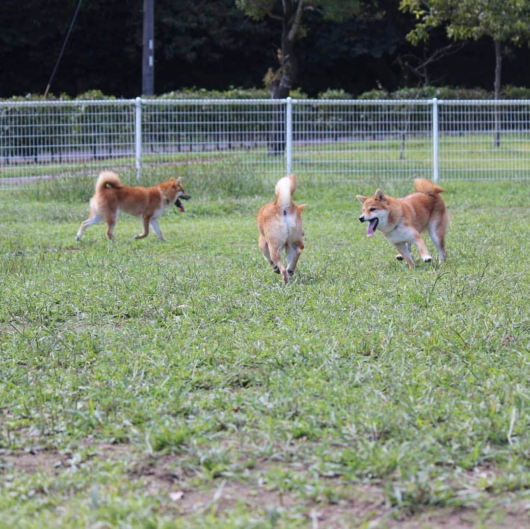 柴犬たま Shibainu Tamaさんのインスタグラム写真 - (柴犬たま Shibainu TamaInstagram)「走るワンコと揺れるプリケツは正義😄👍﻿ ﻿ Caption trans🇬🇧﻿﻿﻿﻿﻿﻿﻿ Running dogs and swinging buttcks are cute😄👍﻿ ﻿ #たま家族 #柴犬コイ #柴犬トロ #柴犬ウニ #おしゅし兄弟 #仲良し兄弟 #お出かけ #ドッグラン #初ドッグラン #ドッグランデビュー #笑顔 #追いかけっこ #ジャンプ #ダッシュ #ヒコーキ耳 #プリケツ #柴尻﻿ #柴犬 #shiba #shibainu #shibastagram #犬 #dog #柴犬子犬 #子犬 #shibapuppy #shibainupuppy #puppy #多頭飼い」10月5日 17時44分 - tama7653