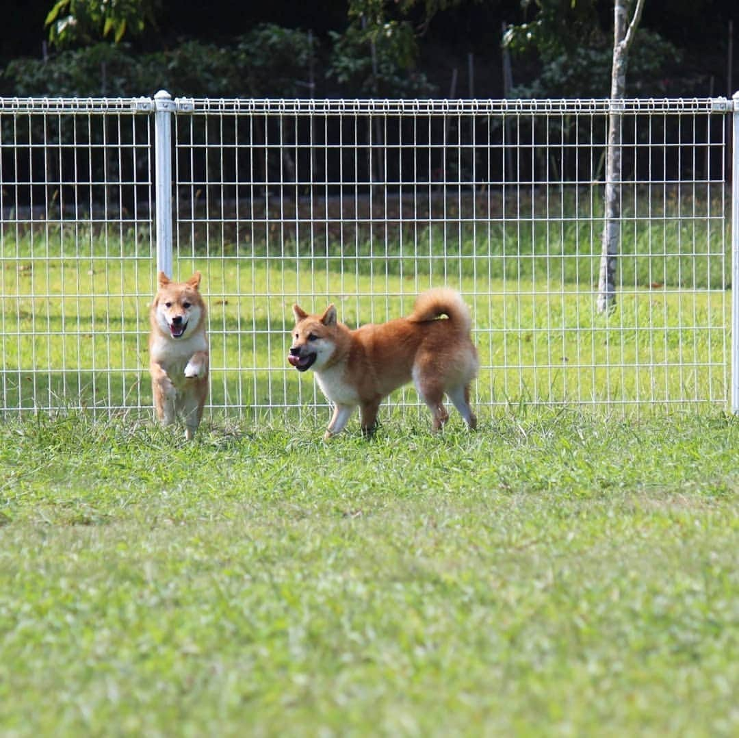 柴犬たま Shibainu Tamaさんのインスタグラム写真 - (柴犬たま Shibainu TamaInstagram)「走るワンコと揺れるプリケツは正義😄👍﻿ ﻿ Caption trans🇬🇧﻿﻿﻿﻿﻿﻿﻿ Running dogs and swinging buttcks are cute😄👍﻿ ﻿ #たま家族 #柴犬コイ #柴犬トロ #柴犬ウニ #おしゅし兄弟 #仲良し兄弟 #お出かけ #ドッグラン #初ドッグラン #ドッグランデビュー #笑顔 #追いかけっこ #ジャンプ #ダッシュ #ヒコーキ耳 #プリケツ #柴尻﻿ #柴犬 #shiba #shibainu #shibastagram #犬 #dog #柴犬子犬 #子犬 #shibapuppy #shibainupuppy #puppy #多頭飼い」10月5日 17時44分 - tama7653