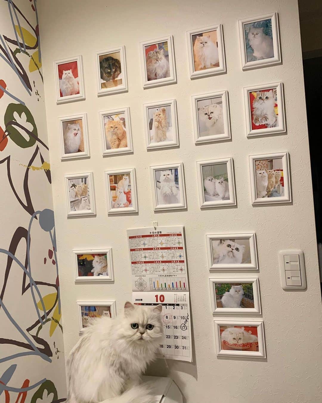 12 Chinchilla Persianさんのインスタグラム写真 - (12 Chinchilla PersianInstagram)「This makes me happy ❤️ thankyou #catdad for this collage photo frames 🖼😽 #cats」10月5日 18時21分 - 12catslady