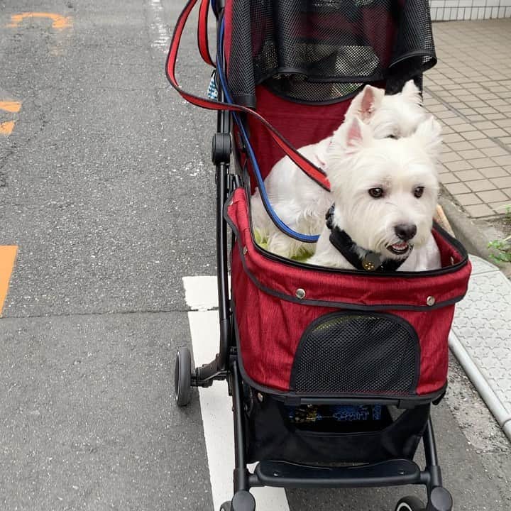 のインスタグラム：「お散歩に疲れたら、カートだ！」