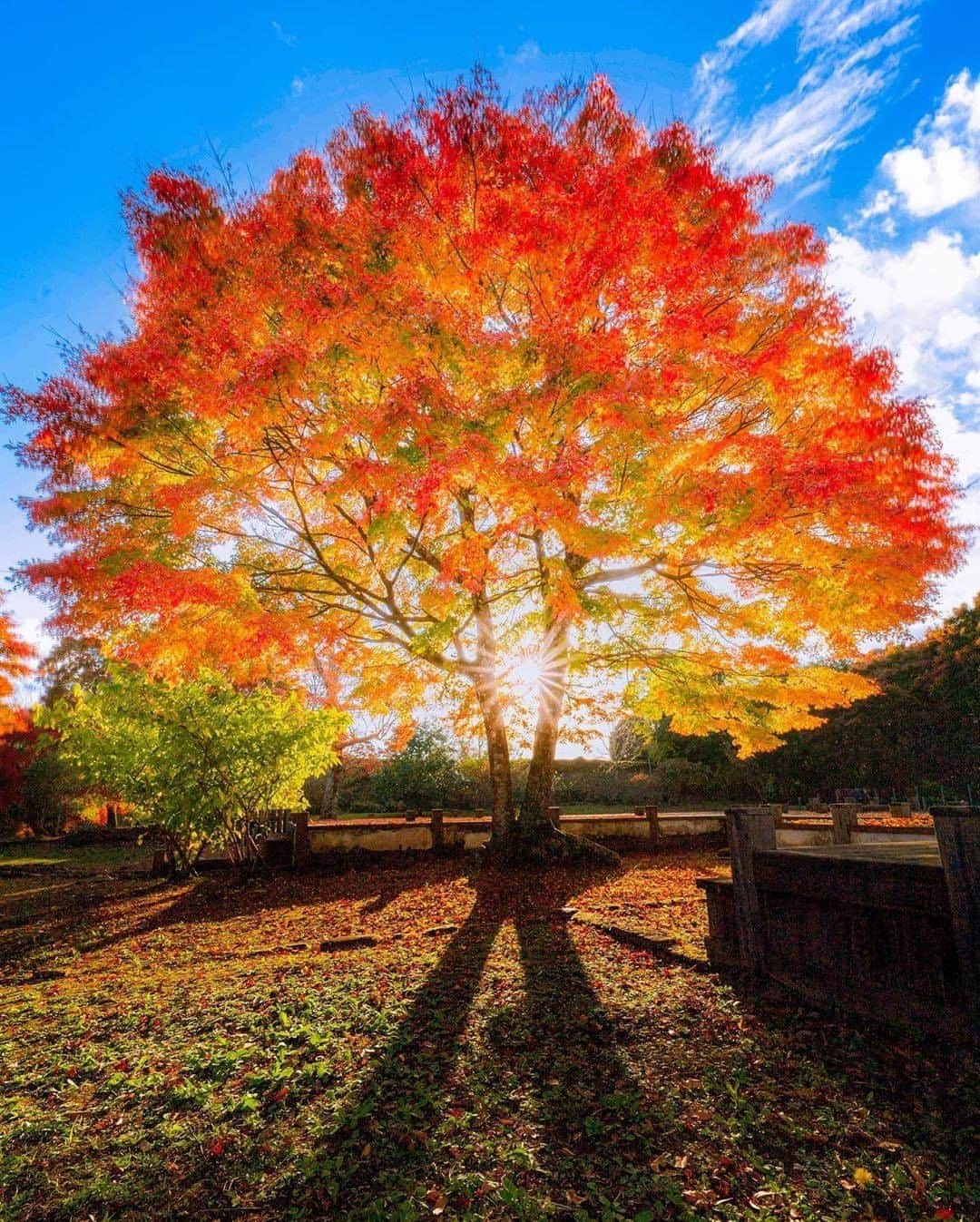 エイチ・アイ・エスのインスタグラム：「風が冷たくなって、秋の気配がしてきました🍂 そこで今回は「秋旅のセカイ」で投稿いただいた素敵なお写真をご紹介します♪ 今年の秋旅の参考にしてくださいね☺️ . . 🚩大分県 「岡城址」 📸 @astrailor_jp  さん . 「荒城の月」の舞台となった、ここ岡城址は、歌の中では盛者必衰のことわりを表す典型として捉えられていますが、千代の松が枝、そしてこの写真のもみじをはじめとする城内の木々は年を追うごとに成長し、人に代わって栄華を極めつつあり、私たちの心に深く残る風景を見せてくれます。  私たちの視点はいつも人の側にあるので「昔の光いまいずこ」と感じるわけですが、こと木々や自然の立場に転ずれば、いまが一番の輝きを放っている時代といえます。  訪れるなら秋の夕暮れ時、辺りが静寂に包まれ、夕日に照らされたもみじが一斉に燃え上がる様子は、きっと忘れられない思い出となるに違いありません。 . . 今月の旅の思い出は「#lw10月の旅」を付けて 素敵な旅の思い出をお裾分けしてください😍 . ------------------------------------- 少し涼しくなって、秋の気配がしてきました🍂 そろそろ秋旅の準備を始めませんか？ 今回は「#秋旅のセカイ」で、国内の素敵な「秋旅」のお写真を大募集🍂 素敵なお写真お待ちしてます😍 ------------------------------------- . . #大分 #大分旅行 #大分観光 #岡城址 #紅葉 #gotoトラベルキャンペーン #写真好きな人と繋がりたい #ファインダー越しの私の世界 #誰かに見せたい風景 #絶景 #死ぬまでに行きたい世界の絶景 #instatravel #instapassport #ptk_japan #igworldclub #japan_of_insta #traveljapan #lovers_nippon #japan #photooftheday #japantrip #japantravel #insta_japan #visitjapan #bestjapanpics #photo_jpn #art_of_japan_」