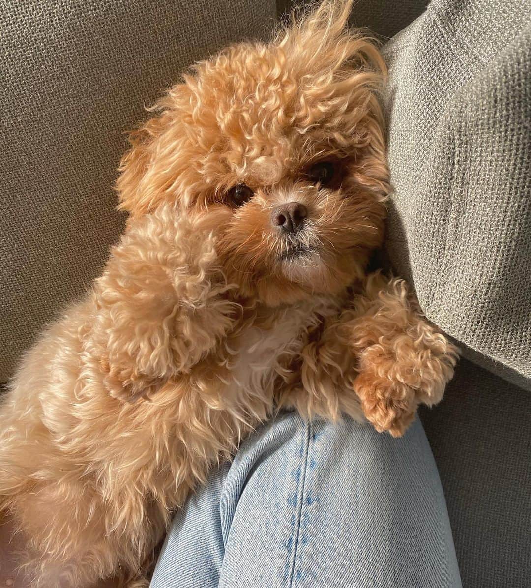 Manitasのインスタグラム：「今日でコマニに出会って1年が経ちました🐶🎊 ペットショップのHPを見てて、この子かわいいね〜て言って次の日すぐ見に行ったの。 でもそこのペットショップ行ったらその子がいなくて店員さんに聞いたら、あーいますよー！って。 売れ残りのコマニは店頭にも出てなくて裏から出されたの。(店員さんに聞いたらいろんな店舗たらい回しにされてた) でもその出てきた子はとても可愛くて一目惚れだたなぁ〜 ぶっちゃけ本当に犬を飼うなんて思ってなかたけどこんな愛おしい子はいないなてすぐ決断したの今でも覚えてるなぁ〜 本当に出会えてよかたし飼ってよかた。 毎日かわいいを更新してくれるコマニさん。あっという間に成長したね〜 これからもずっと元気でみんなに愛されるシュールなコマちゃんでいてね〜〜🐶🏖💕 我が家に来てくれてありがとう。 だいすき！！！！！ @comanichaaaaan  (2枚目以降は我が家に来た日のコマちゃんです) #犬のいる暮らし #ペキプー #どんどんぬいぐるみみたいになる犬 #いつもありがとう #コマちゃんと出会って一年記念日」