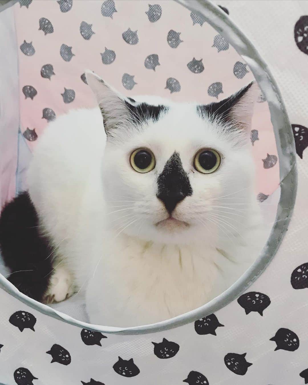 もじゃころのインスタグラム：「部屋にかわいいネコチャンが落ちすぎてて引きこもりだし、引きこもりから脱却できる未来がみえない… ばんどぅも可愛いしペッペもにんにもおにぎりもゆるきゅんもみんなみんな可愛すぎて家に帰っても忙しい…   #鼻菱おにぎり丸  #おにぎり界のアイドル」