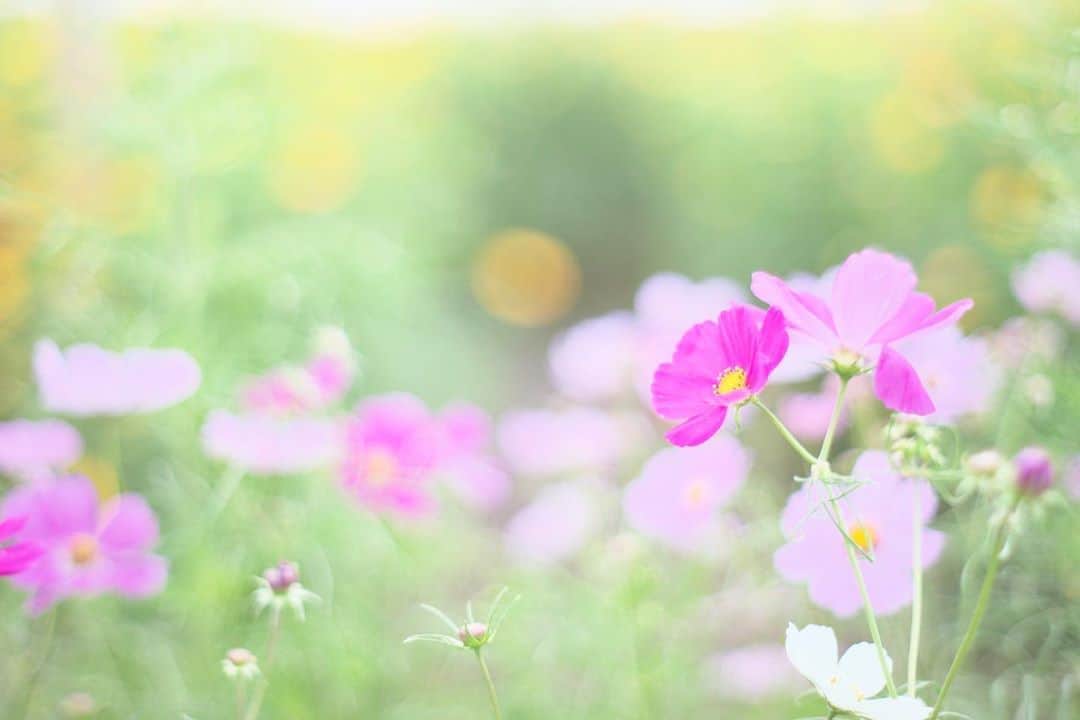 kiccyomuのインスタグラム：「☁️ 2020.10.05 Mon #高鼻展望花の丘 今年の #コスモス 🌸 会えて良かった〜  しばらくコスモスが 続きそうです😊 #心に花を  朝晩、涼しくなりましたネ〜 明日も元気に🤗  location #群馬 📷撮影 2020年10月03日 #オールドレンズ 📷 #Minolta」