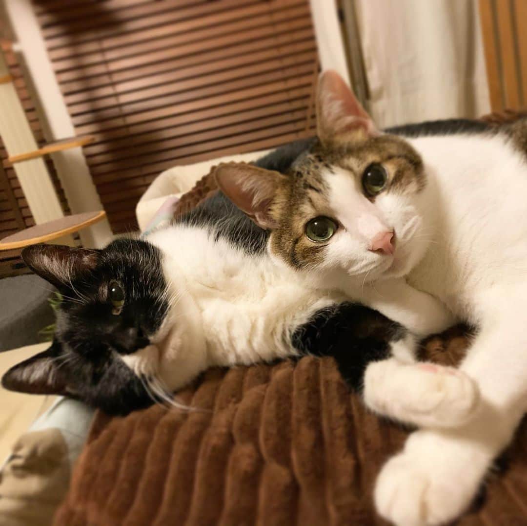 クマ・マロン・モモのインスタグラム：「相変わらずの﻿ 仲良しさん💖﻿ ﻿ #猫 #cat #ねこ﻿ #catstagram #ilovecats ﻿ #猫と暮らす #保護猫﻿ #にゃんだふるらいふ﻿ #きじしろねこ #しろくろねこ」