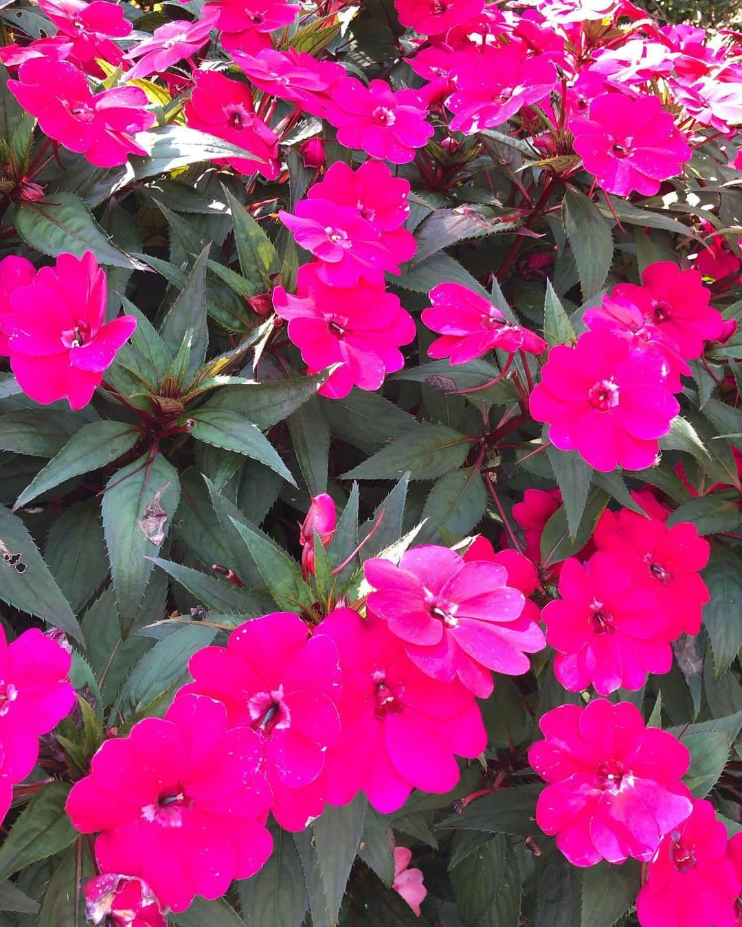 スーザン・ルッチさんのインスタグラム写真 - (スーザン・ルッチInstagram)「Hot pink to the max!!! One of my all time favorite colors—hope it makes you smile, too💃🏽💃🏽💃🏽」10月5日 19時29分 - therealsusanlucci