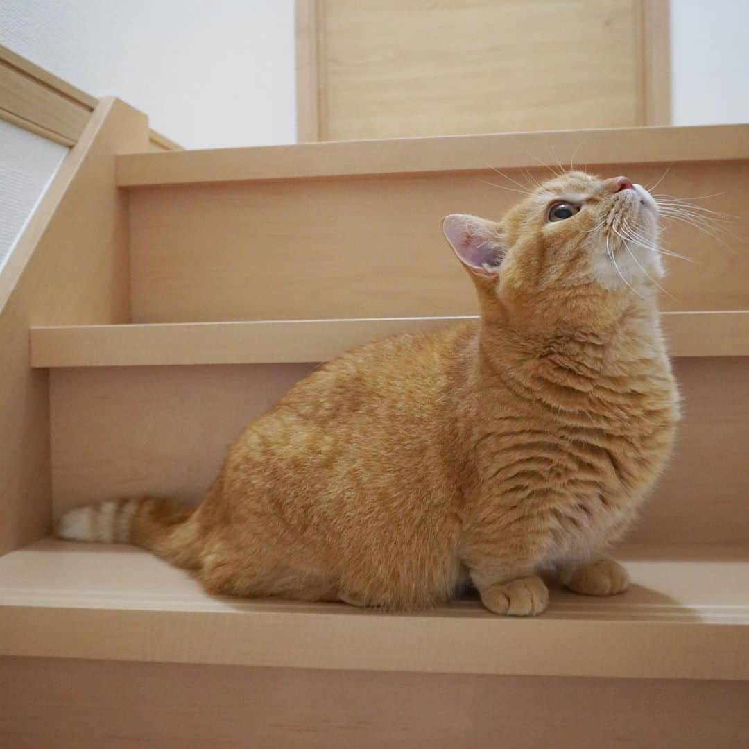 Purin_munchkincatさんのインスタグラム写真 - (Purin_munchkincatInstagram)「階段だってへっちゃらにゃ😸🐾 見よ！このパーフェクトボディを！！ #短足マンチカンのプリン #マンチカン #茶トラ #短足 #短足マンチカン #ねこ部 #cat #munchkincat #catstagram #ilovecat #ふわもこ部 #catloversclub #munchkinlovers #catsofinstagram #にゃんすたぐらむ #ねこのいる生活 #猫好きさんと繋がりたい」10月5日 19時30分 - purin_nyan