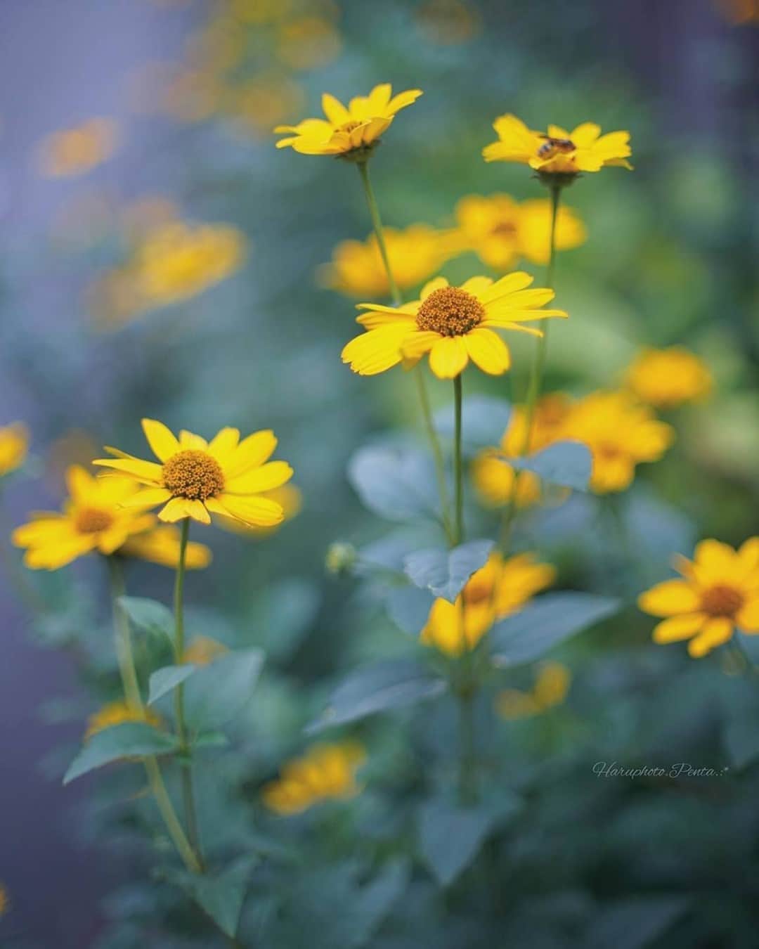 花の写真館のインスタグラム：「Photo by @haruphoto.penta.⠀ https://instagram.com/haruphoto.penta/⠀ .⠀ Original Post[投稿いただいたURL]⠀ https://www.instagram.com/p/B0dC2h5gS7R/⠀ .⠀ 本アカウントは、 #私の花の写真 をつけてInstagramに投稿された皆さまの花の写真や、「花の写真館」Facebookページで投稿された花の写真を紹介します。⠀ 「花の写真館」Facebookページは、「 @floral.photograph 」のプロフィールにあるURLからご覧ください。⠀ .⠀ ※各自、政府、自治体など公的機関の指示に従った行動をお願いします。⠀⠀ 東京カメラ部および分室では、写真を「見る楽しみ」を提供することを通して、微力ながら皆様にわずかな時間でも癒しをお届けしたいと思っております。⠀ ※本アカウントは東京カメラ部がFacebook、Instagramのサービスを利用して運営しているもので、Facebook社・Instagramとは一切関係ありません。⠀ .⠀ #花の写真館 #floralphotograph #floralphoto #flower #flowers⠀ Follow: @floral.photograph」