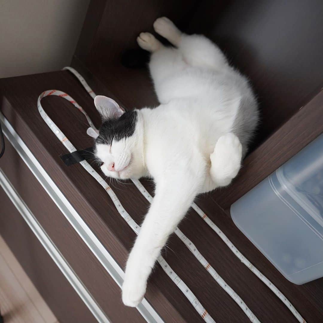 KAZUYAのインスタグラム：「今日のにゃんこ38。 すごい姿勢してるけど、寝違えたりしないんだろうか？ #猫 #猫のいる暮らし #cat」