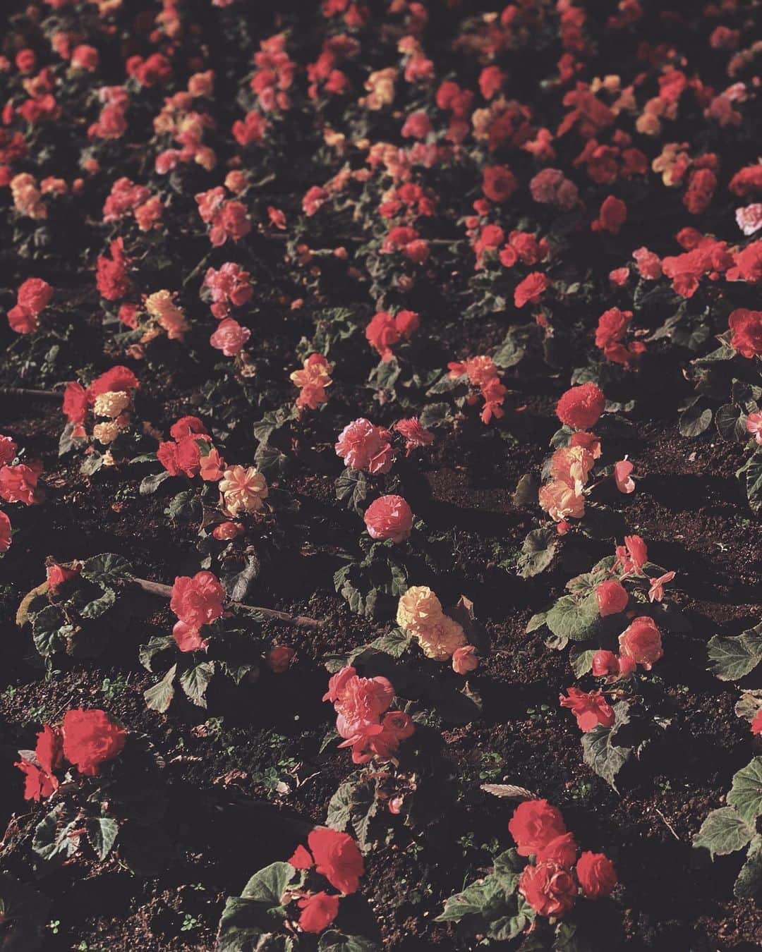 遠海まりこさんのインスタグラム写真 - (遠海まりこInstagram)「Begonias﻿ ———————————————————————﻿    #begonia #plants #flower #flowers #autumn #garden #pink #red #yellow #orange #lifewithflowers #monday #octorber」10月5日 19時42分 - marikotohmi99