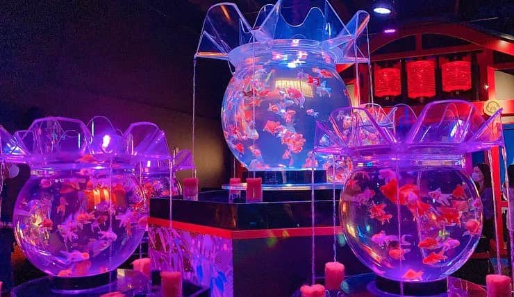 MIYABIのインスタグラム：「． *☼*―――――*☼*――――― ． アートアクアリウム2020 . . 江戸の大奥イメージの所は本当に綺麗だった✨ ． 照明が変わってまた違う雰囲気な感じで素敵だった ． *☼*―――――*☼*――――― . #lalah #アレンジ#可愛い#綺麗#お洒落#キャバ嬢#ホスト#六本木#lol#f4f#fashion#makeup#hair#dogstagram#サロンモデル#撮影#style#nail#model#party#美容 #ホステス#travel#art#like4 #アートアクアリウム#金魚」