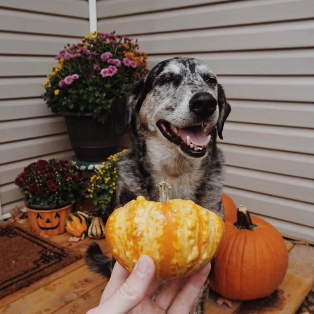 Emily McCrackenさんのインスタグラム写真 - (Emily McCrackenInstagram)「#willGeorgehold a fall gourd?  As requested by @ericasayssmile 😊👋」10月5日 20時21分 - muttadventures