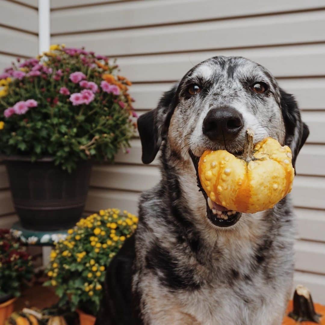 Emily McCrackenさんのインスタグラム写真 - (Emily McCrackenInstagram)「#willGeorgehold a fall gourd?  As requested by @ericasayssmile 😊👋」10月5日 20時21分 - muttadventures
