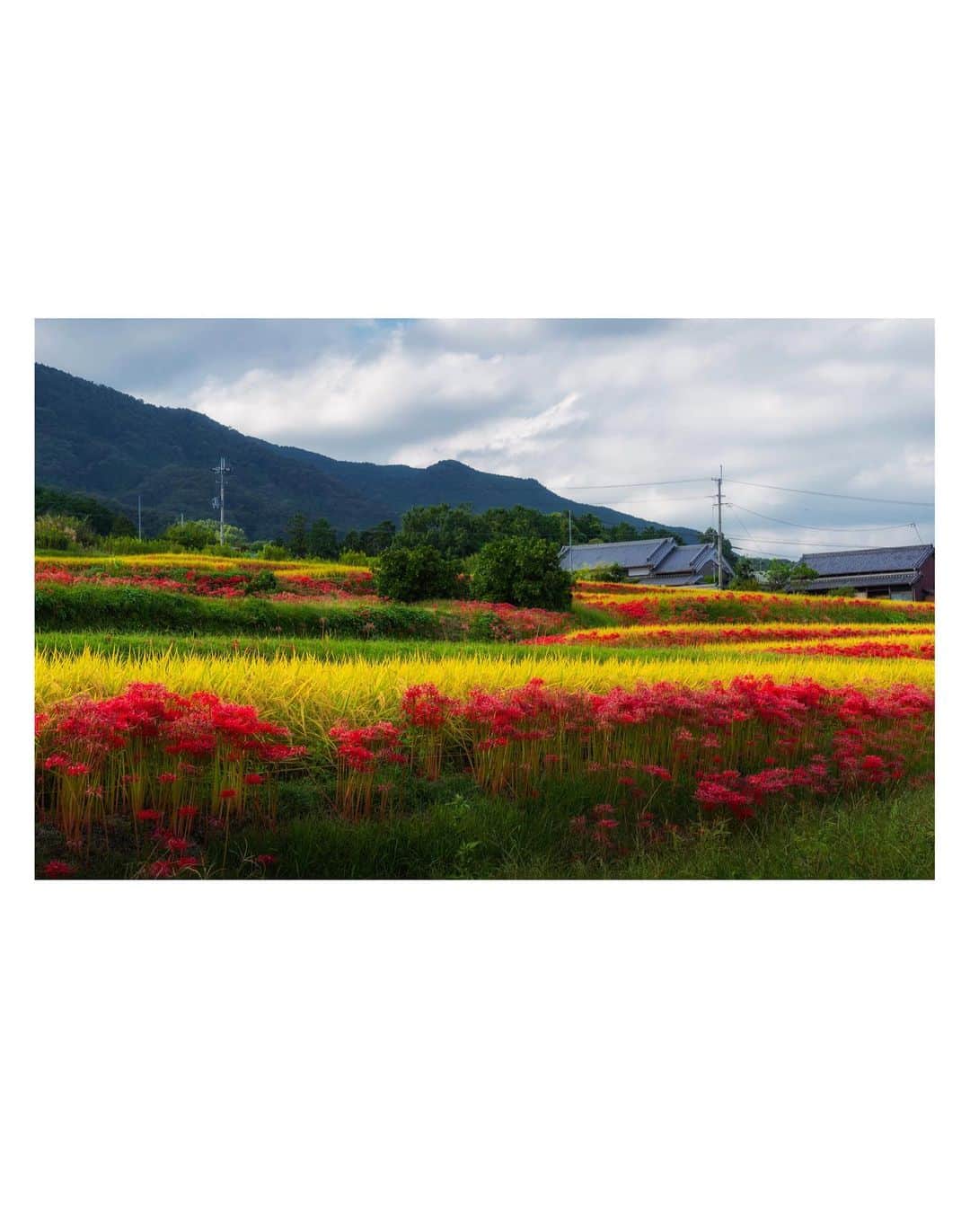 Koichiさんのインスタグラム写真 - (KoichiInstagram)「田舎道 / country road . #Hellofrom #Nara #BeautifulJapan #日本の風景 . #曼珠沙華 #彼岸花 #御所市 #奈良 .」10月5日 20時44分 - koichi1717