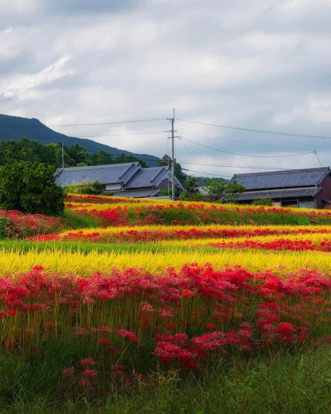 Koichiさんのインスタグラム写真 - (KoichiInstagram)「田舎道 / country road . #Hellofrom #Nara #BeautifulJapan #日本の風景 . #曼珠沙華 #彼岸花 #御所市 #奈良 .」10月5日 20時44分 - koichi1717
