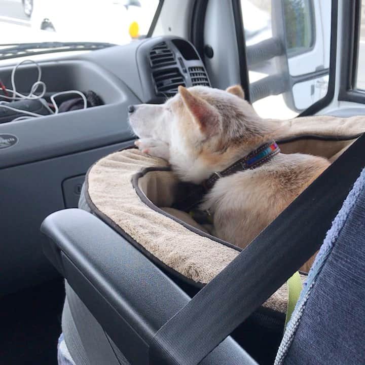 柴犬リリコのインスタグラム：「最近は助手席💺がお気に入り🐶👍🏻  #箱根町 #芦ノ湖 #天山湯治郷」