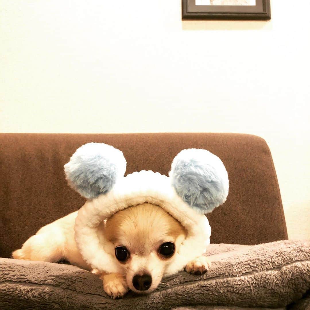 橋本塁さんのインスタグラム写真 - (橋本塁Instagram)「今日の差し入れが可愛すぎて、、、、 帰宅後速攻で装着♬  #ポルカ　#チワワ　#犬　#イッヌ #dog #dogstagram #chihuahua #chihuahualove」10月5日 21時03分 - ruihashimoto