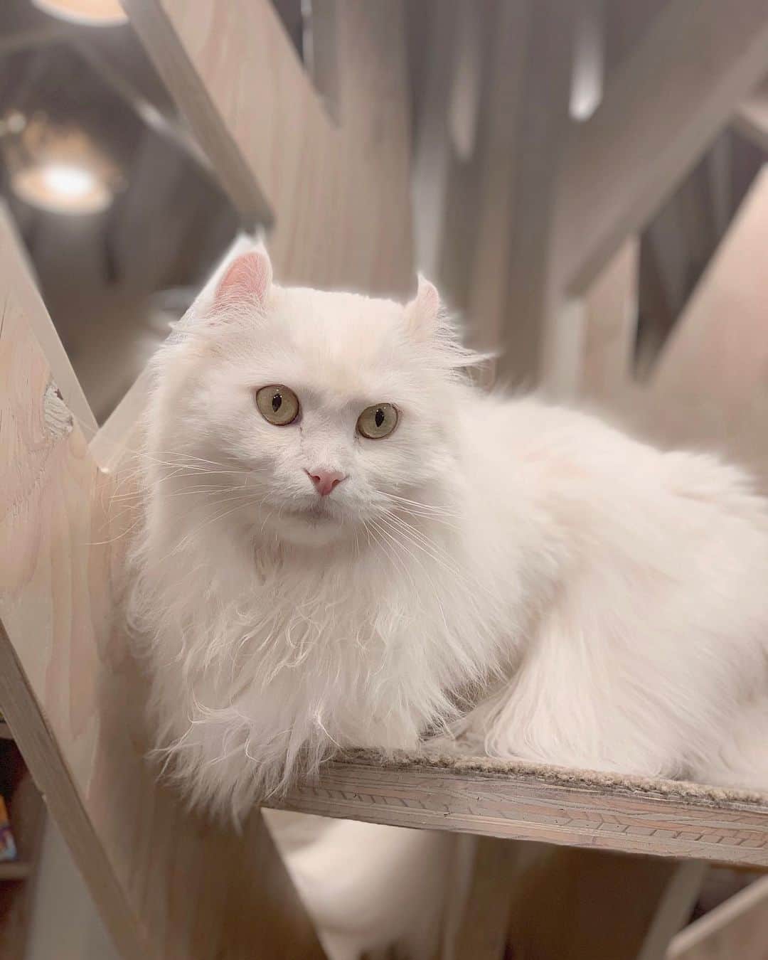 野地優奈のグルメインスタ