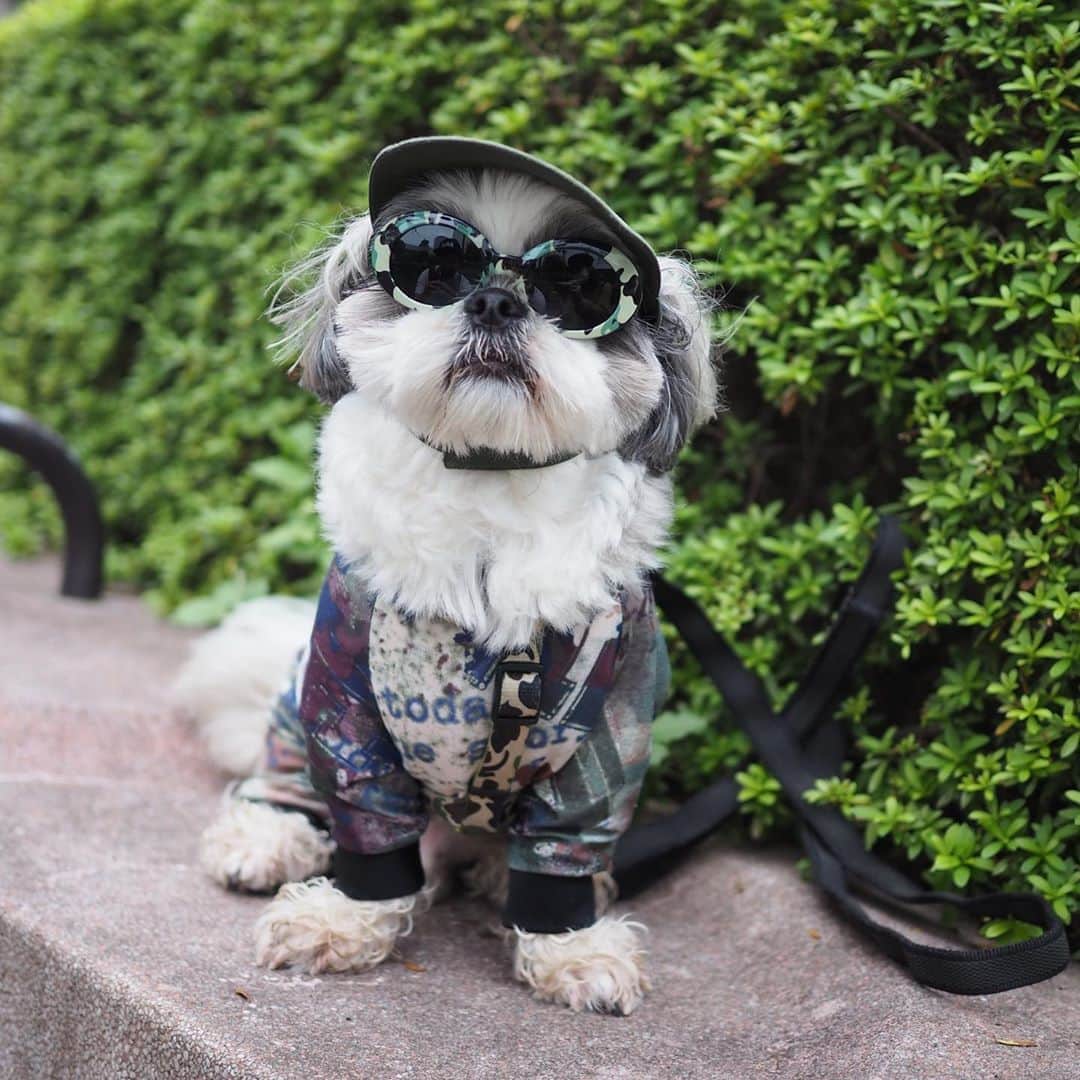のインスタグラム：「日本の平和を共に守ろう(`･ω･´)ｷﾘｯ ・ 自衛犬募集中🐕 ・ 給与:高級国産ササミ（400g） ・ ・ #自衛犬 #シーズー #シーズー好き #シーズー大好きクラブ #シーズー犬好き部 #シーズー大好き部 #シーズー犬 #シーズー大好き #シーズーlove #シーズー部 #ロングまつ毛ワンコの会 #いぬのきもち #鼻ぺちゃ犬 #短足犬 #いぬすたぐらむ #shitzu #shitzumania #shihtzuclub #shihtzuloves #shihtzulovers #shihtzusgram_feature #shihtzugram #시추 #시츄스타그램 #西施犬 #獅子狗」