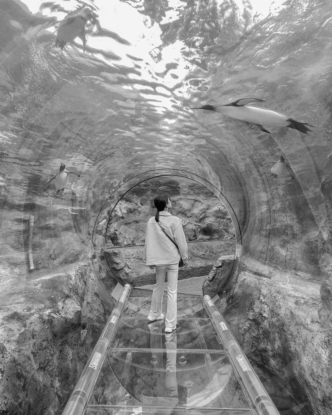 影山可蓮のインスタグラム：「・ ・ Asahiyama zoo🐧 #旭山動物園  ・ ・ 家族旅行で初北海道に✈️！ ひとまず大満足やった動物園の思い出を🦁！ ・ ・ #旭山 #北海道 #北海道旅行 #hokkaido #hokkaidotrip  (無人のところで撮影時のみマスク外しております♡)」